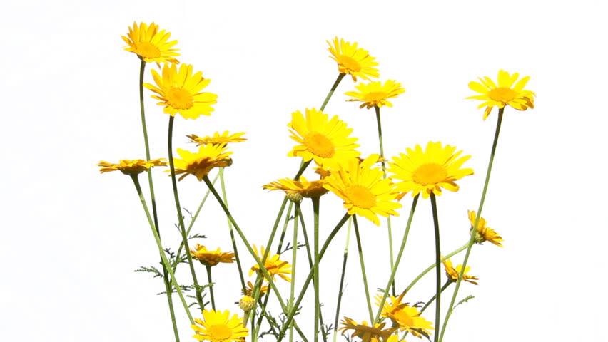 yellow daisies, isolated