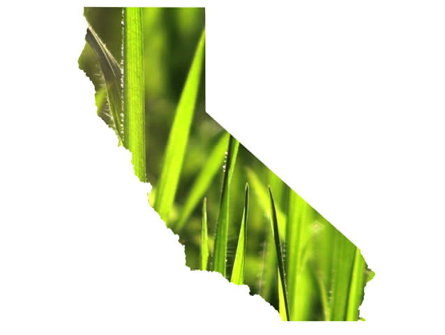 California and grass - NTSC