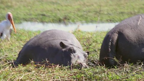 Many Wild Hippos (Hippopotamus amphibious) & birds wallow, sleep, relax & feed in the grass along Chobe River, Botswana, Africa. These are the most dangerous & territorial animals in Africa!