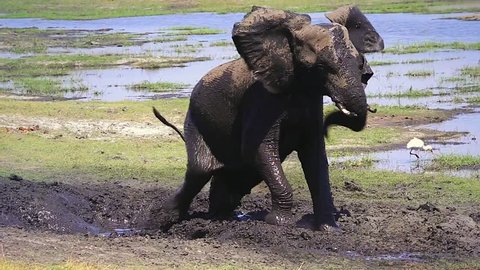 Endangered male African Bush Elephant (Loxodonta africana) struggles to free himself from mud hole at Chobe River, Botswana. This young bull covers with mud for cooling effect & to remove parasites.