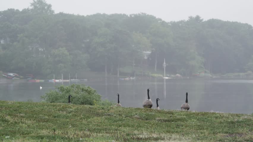 Canada Geese by Lake, One Goose Flaps Wings, Swan in Background, slight pan