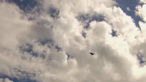 Tracking shot of a lone hawk soaring against a partly cloudy sky. A flying bird flies in small circular patterns, taking advantage of warm air updrafts to glide effortlessly through the air.
