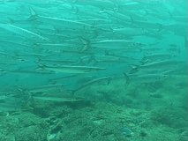 Sea life underwater video Galapagos Pacific ocean