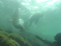 Sea life underwater video Galapagos Pacific ocean