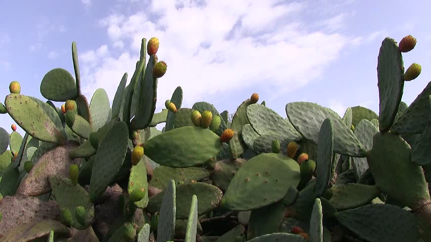Prickly pears and cactus