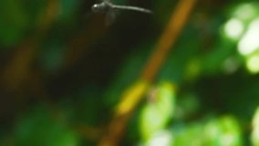 Slow motion video of Dragonfly flying in tropical forest 