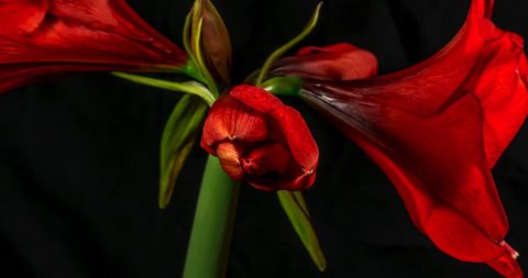Beautiful Red Amaryllis flower blooming very quickly in time lapse, amazing colours and patterns, on black background