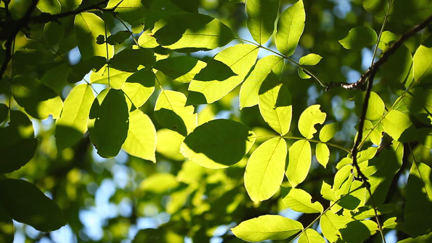 Walnut tree Sunshine through leaves