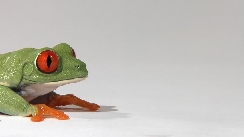 Red-eyed green tree frog on white surface breathing
