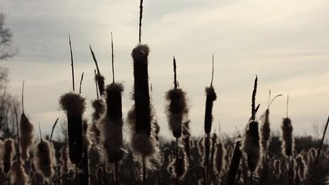 several flowers of broadleaf cattail in backlight, flying fluff, Russia, near Moscow