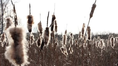 several withered flowers of broadleaf cattail in backlight, flying fluff, Russia, near Moscow