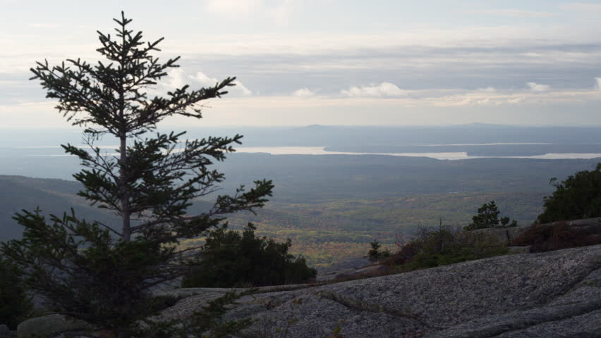View from Cadillac Mountain in Acadia National Park with pine tree in foreground.