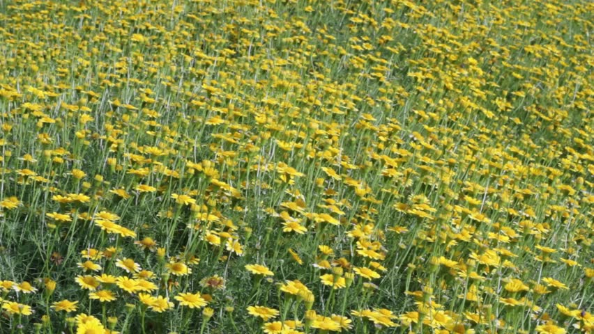 Yellow Daisy field.