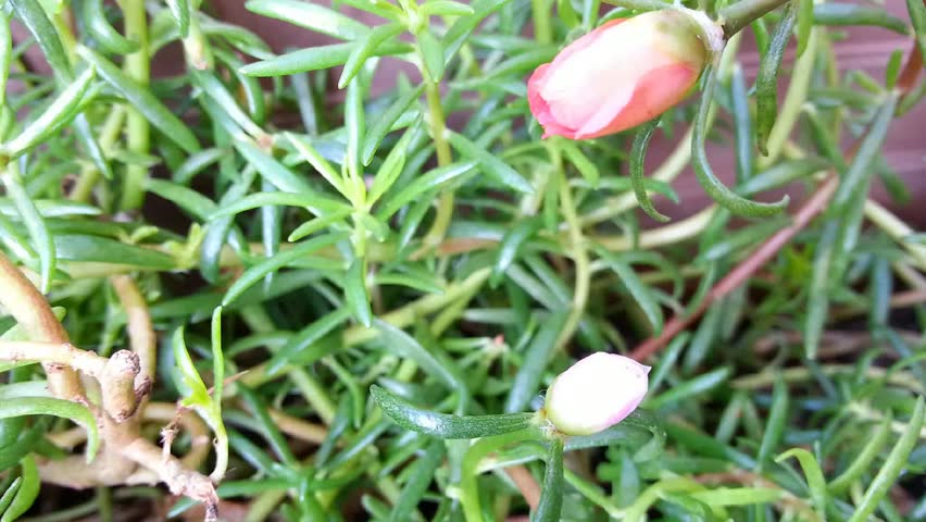 free download moss roses