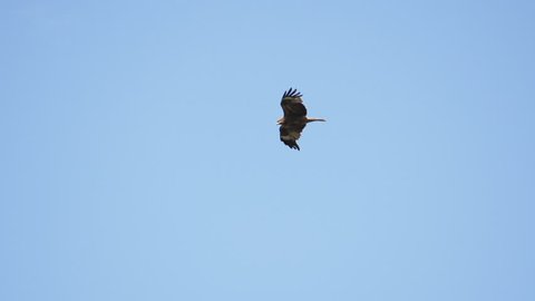 Eagle flying. Slow Motion.