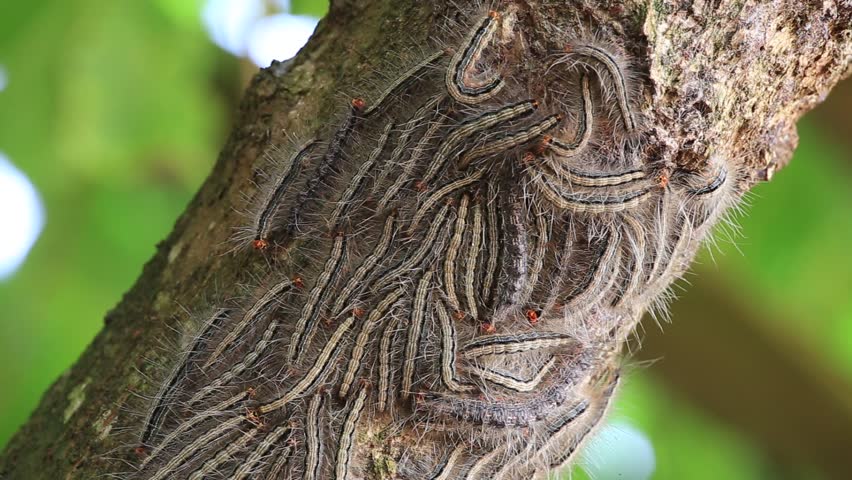 Oak processionary moth - Thaumetopoea processionea caterpillars on the tree in summer 