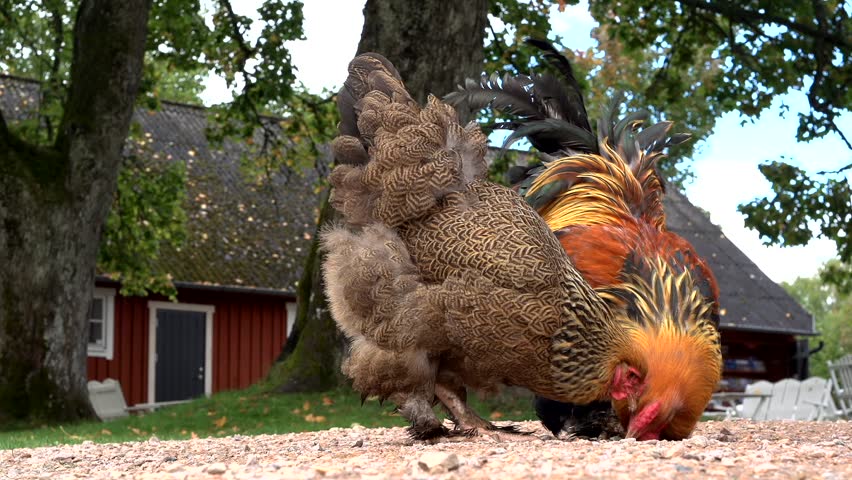 chicken in front of a swedish house