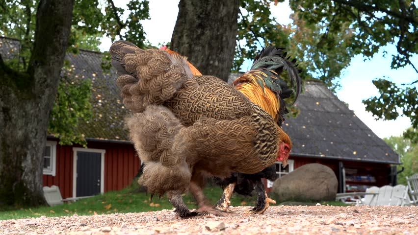 chicken in front of a swedish house