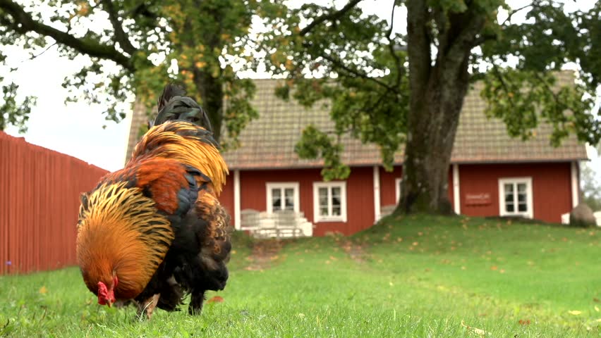 chicken in front of a swedish house