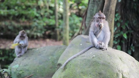 Wild monkeys in Indonesia, Bali Stockvideo