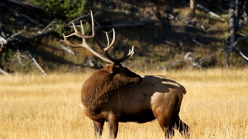 Bull Elk biting at its back.