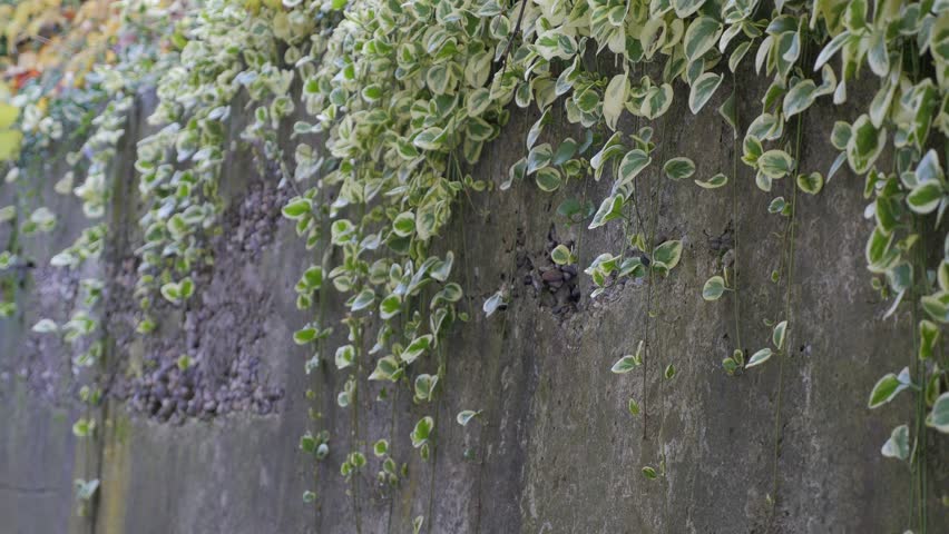 Epipremnum aureum pothos plant outdoor 4K 2160p UHD video - Epipremnum pothos climber plant on the wall 4K 3840X2160 UHD footage