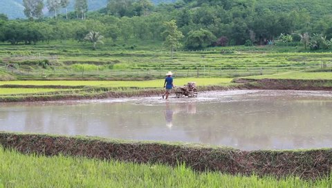 Rice Farmer plowing Paddy rice 