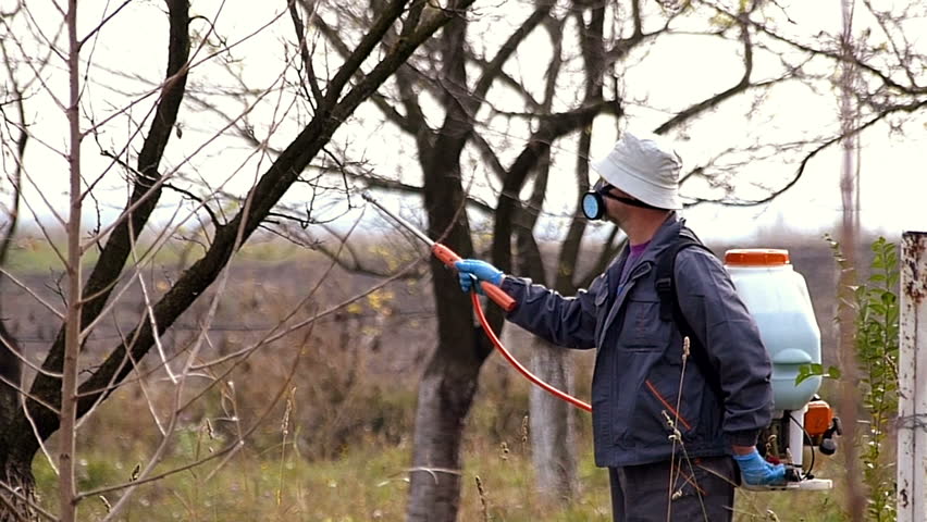 Winter Protection Of Fruit Trees Stock Footage Video 100 Royalty Free 8007010 Shutterstock