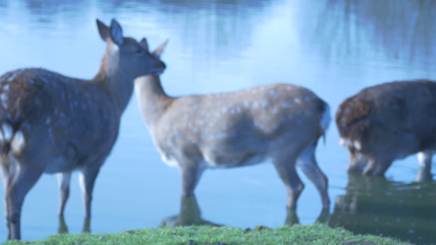 Wild deers reflecting in lake water on sunny day