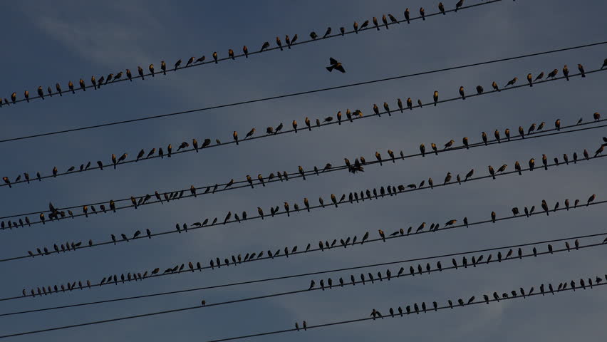 Birds perch, fly, land on electrical wires, blue sky, clouds background. 4K UHD 3840x2160