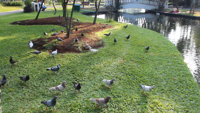 Pigeons in parks.