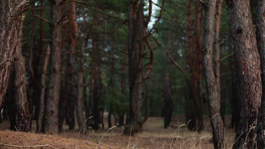 Man in forest try to catch signal of mobile phone