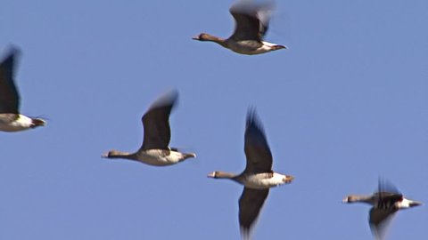 Large flock of White-fronted and Red-breasted geese flying over winter wheat field before start of migration.