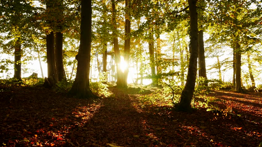 autumn forest trees sunset light colorful Stock Footage Video (100% ...