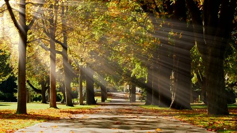 tree alley park background. sun rays shining through forest trees. autumn scenery