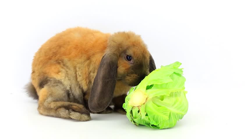 Rabbit Eats Cabbage Stock Footage Video (100% Royalty-free) 8020129 ...