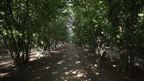 Steadycam of hazelnut trees plantation under the sunshine