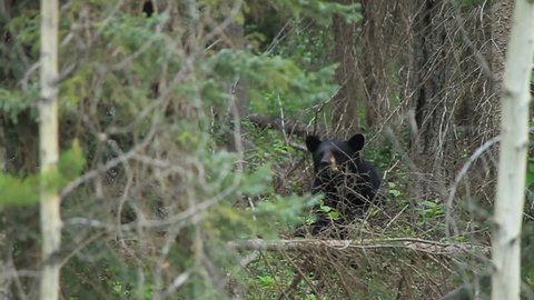 Black bear sniffing the air in the trees medium