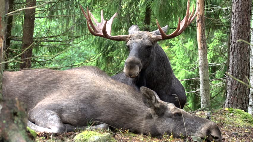 Moose In Autumn Sweden Stock Footage Video 100 Royalty Free 8025067 Shutterstock