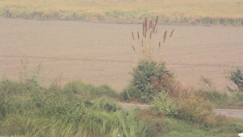 Indian rural woman rides a buffalo cart