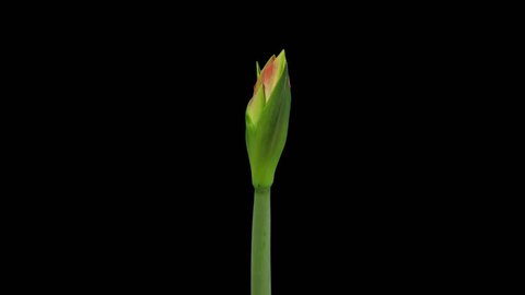 Time-lapse of growing, opening and rotating “Minerva” amaryllis Christmas flower 5a3 in UHD 4K PNG+ format with alpha transparency channel isolated on black background
