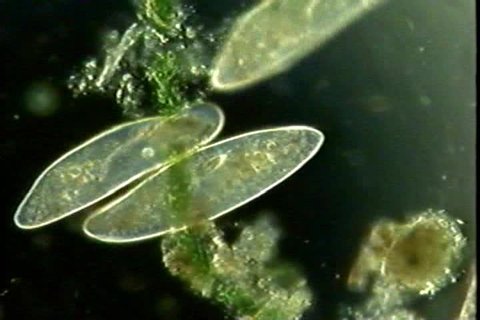 Microscopic: A browsing Paramecium faces occasional