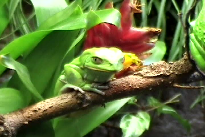  The waxy monkey frog (Phyllomedusa sauvagii) contemplates his environment