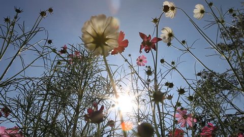 pink, white and purple cosmos flowers facing to the sun in the garden, dolly scene from the ground to blue sky background. The sunlight is shining through flower and calyx