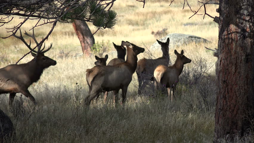 Rocky Mountain bull elk with harem in Rocky Mountain National Park near Estes Park, Colorado