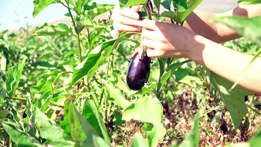 4k eggplant harvest.Female hand collect farmland eggplant vegetable | Shutterstock HD Video #8043952