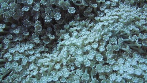 colony of Goniopora coral feeding at night on coral reef in the Red Sea