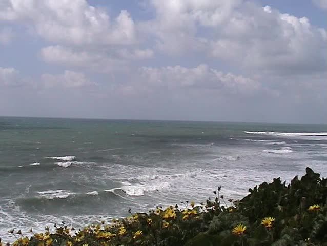 Yellow flowers in beach over the sea