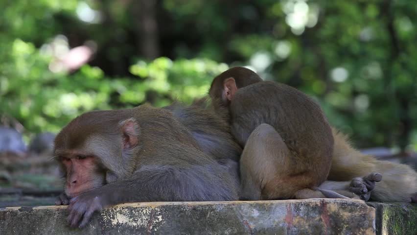 Two Monkeys Picking Fleas in Stock Footage Video (100% Royalty-free ...