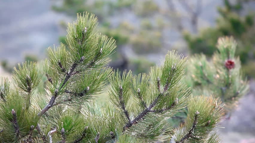 Background of the branches of firs swaying in the wind.